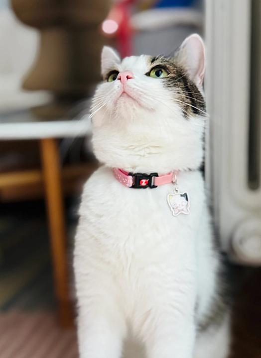 Productafbeelding CAB ZOLUX Obroża dla kota z zawieszką w kształcie kota CHATOUILLE różowa