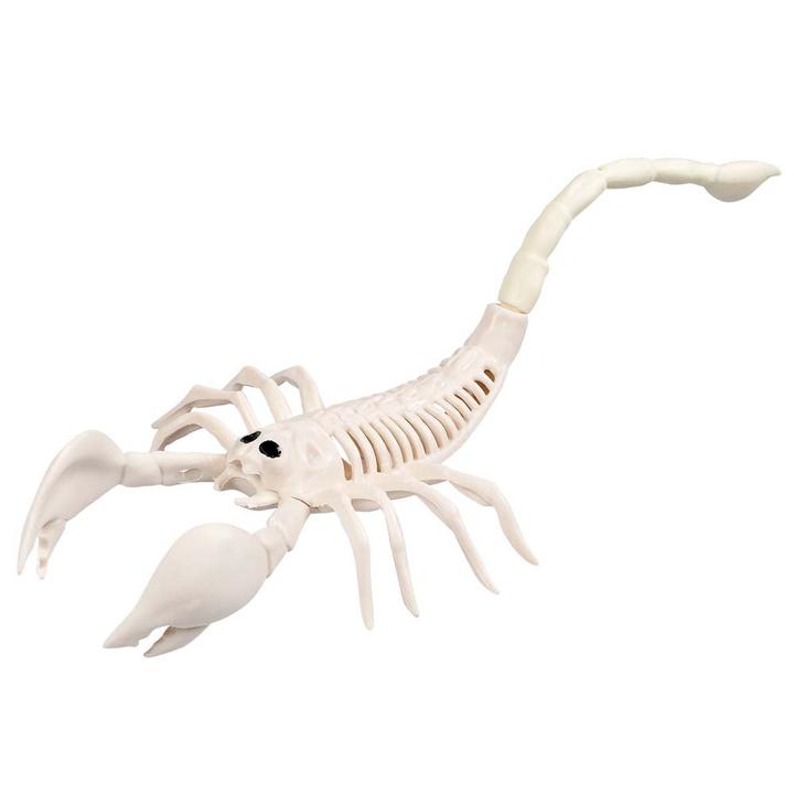 Immagine prodotto Boland Scheletro di scorpione