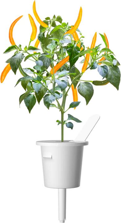 Immagine prodotto Click and Grow Semi Peperoncino giallo (Semi di verdura)