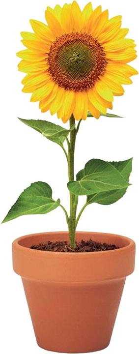 Produktbild MidOcean Blumentopf Sunflower (6 x 5 x 5.50 cm)