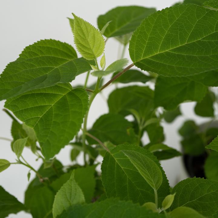Actual product image Plant in a Box Hydrangea Strong Annabelle - Hydrangea (30 cm)