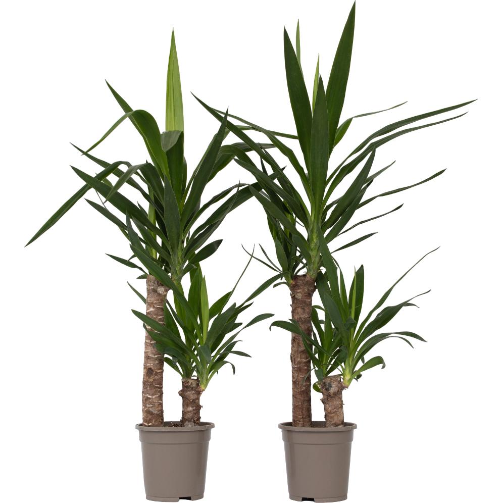 Plant in a Box, Pflanzen, Yucca Elephantipes - 2er Set Palmlelie (70 cm)