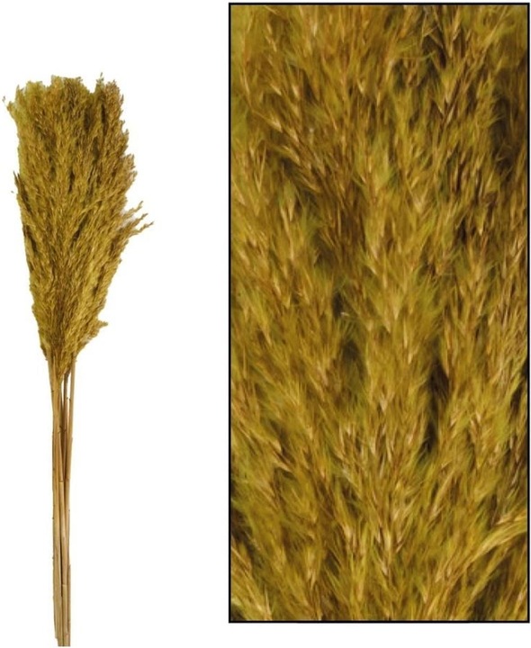 Image du produit Dijk Tube de pieu - Arundo donax (Fleurs séchées)