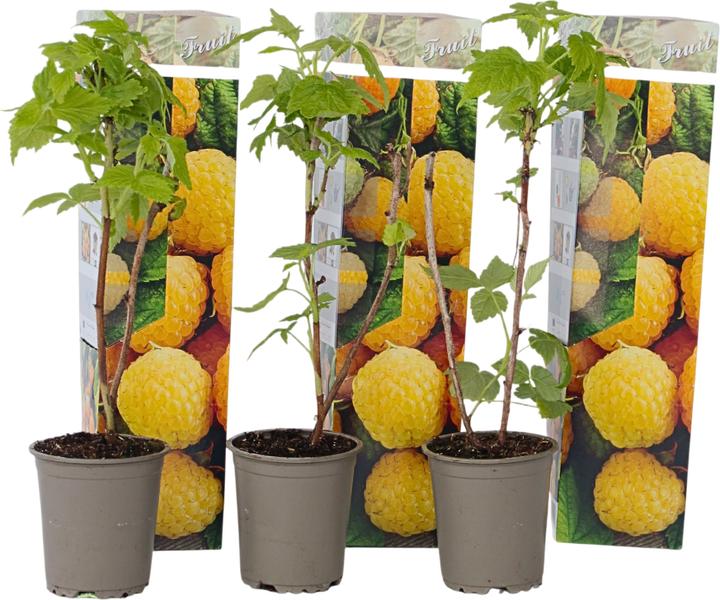 Immagine prodotto Plant in a Box Rubus idaeus 'Fallgold' - Set di 3 piante di lamponi (25 cm)