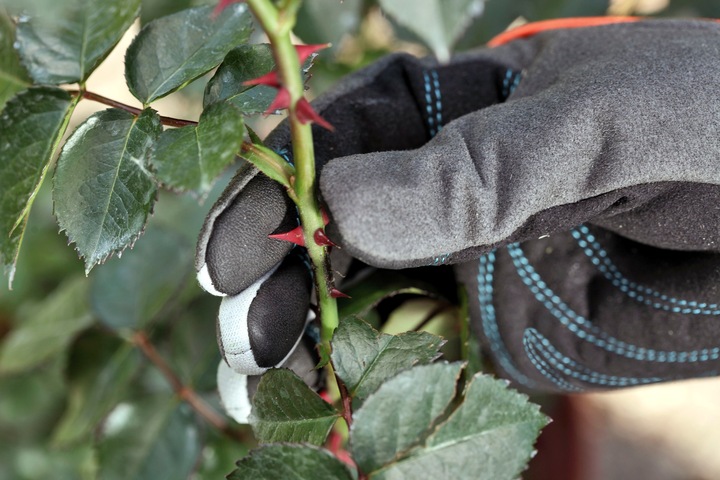 Produktbild Gardena Strauchpflegehandschuh (L)