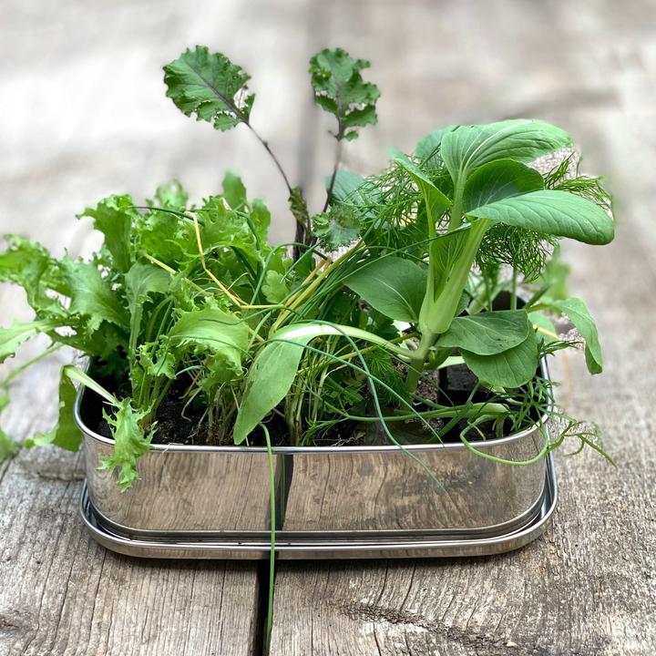 Actual product image Yummii Yummii Bento