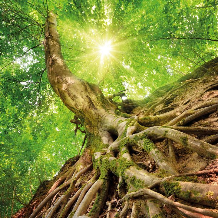 Produktbild Trees 2026 (30 x 30 cm)