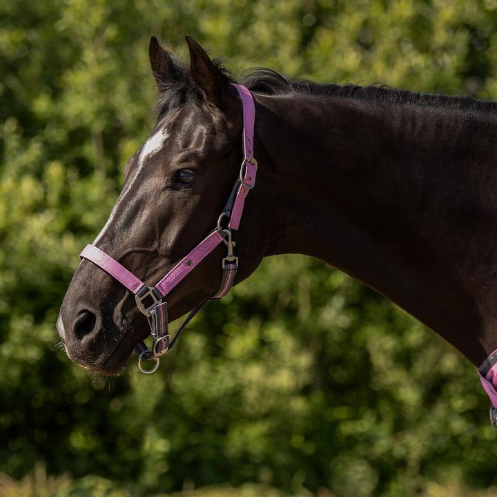 Image du produit Qhp Ensemble licol et longe pour cheval