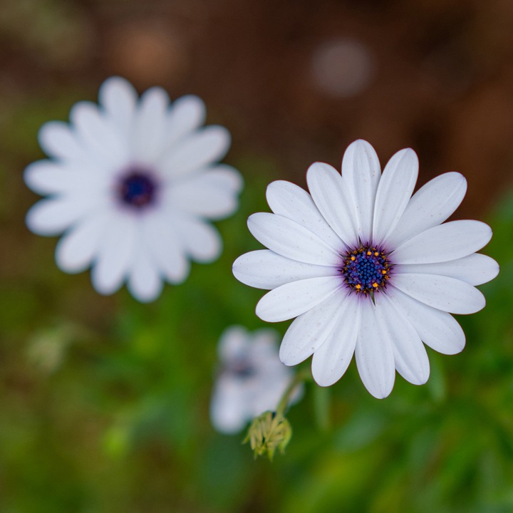 Image du produit Meike 50mm f/1.8 AF STM Lens Sony E Mount (Sony E)