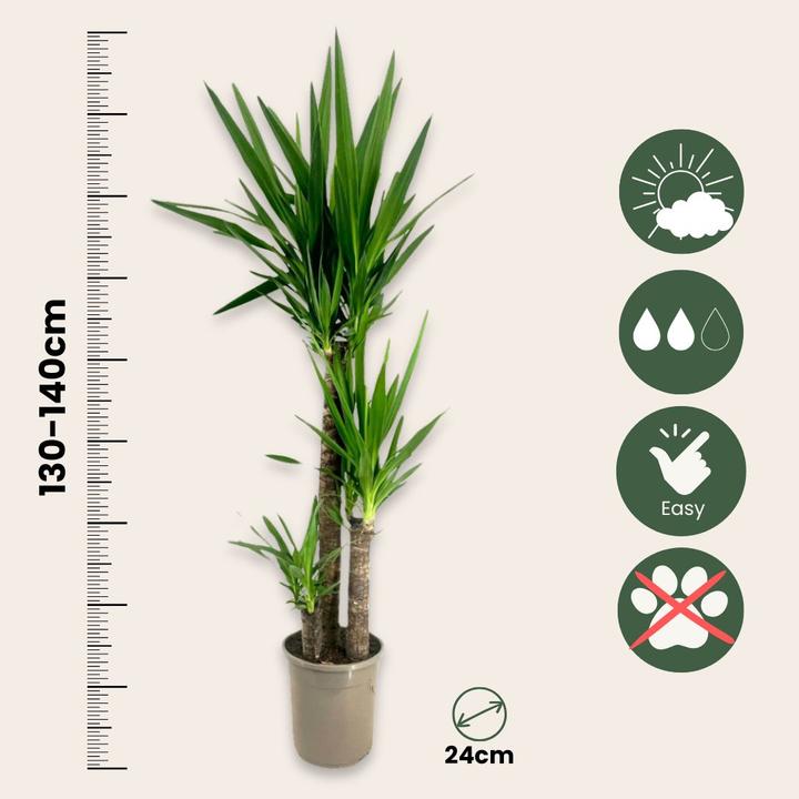 Actual product image Plant in a Box Yucca elephantipes - Palmlilie (130 cm)