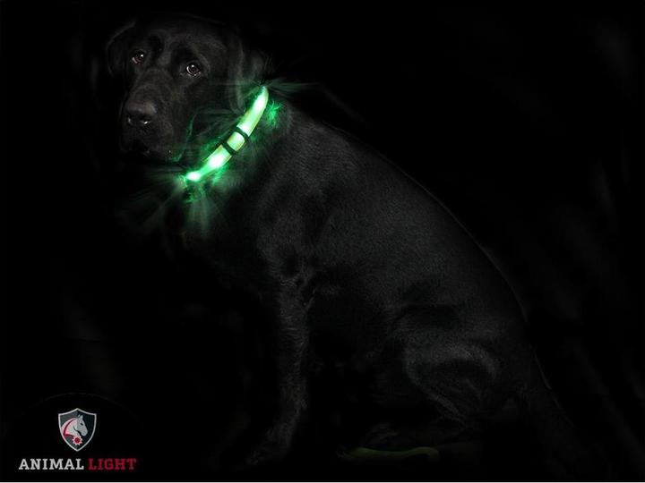 Actual product image Animal Light Luminous (S, Dog, General)