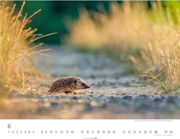 Actual product image Heimische Wildtiere Kalender 2026 (44 x 34 cm)