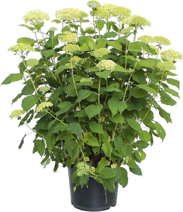 Produktbild Zulauf Schneeball-Hortensie / Hydrangea arbor. 'Annabelle' (50 cm)