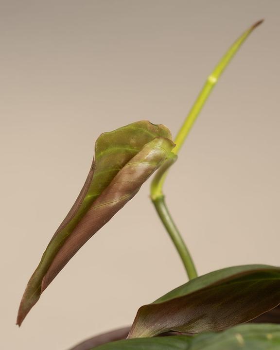 Image du produit feey Philodendron micans (20 cm, Fraîchement rempotés)