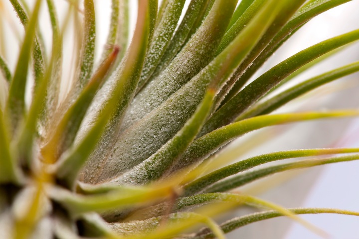 Produktbild Plant in a Box Tillandsia - 3er Mischung Tillandsien in Glasflaschen (5 cm)