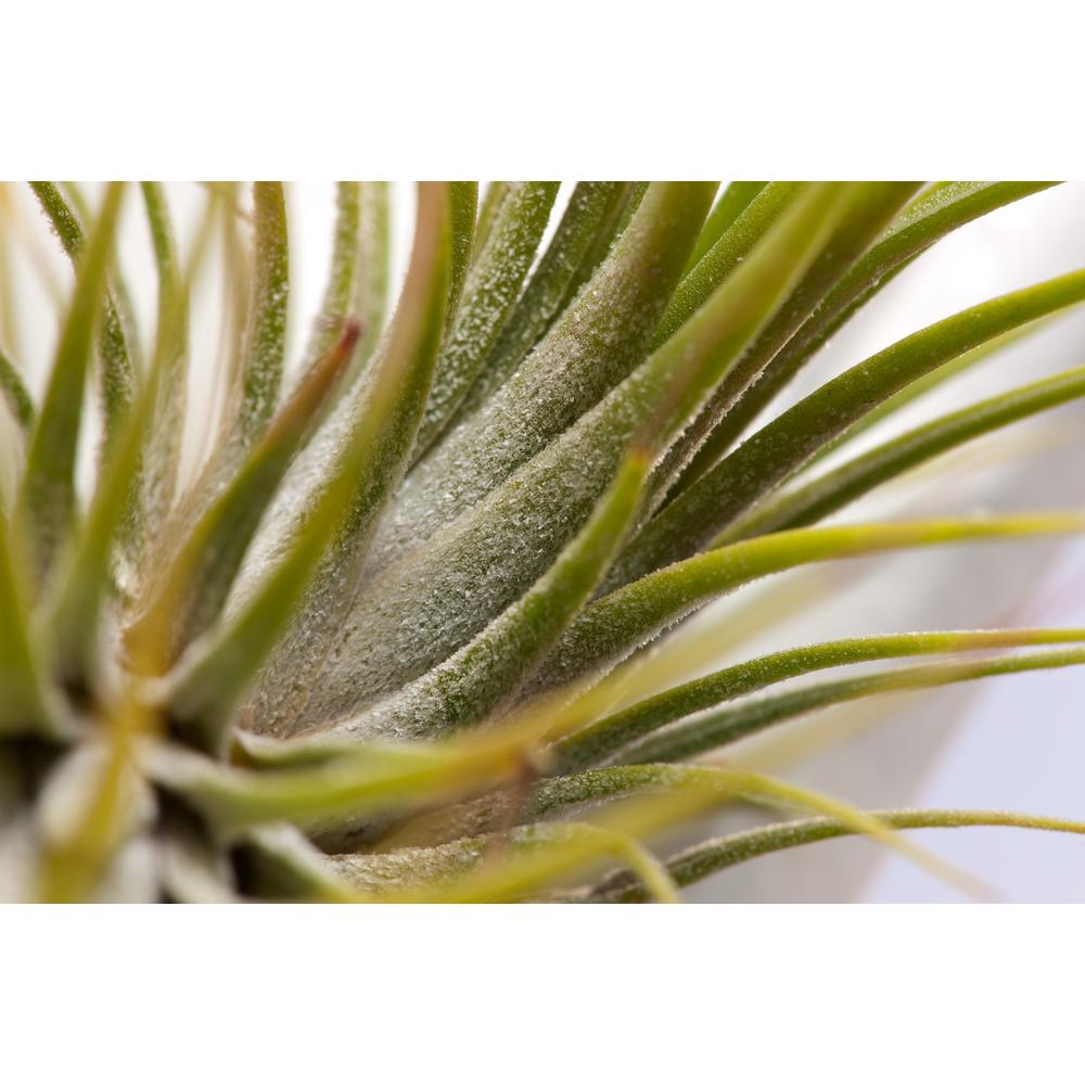 Thumbnail - Plant in a Box, Pflanzen, Tillandsia - 3er Mischung Tillandsien in Glasflaschen (5 cm)