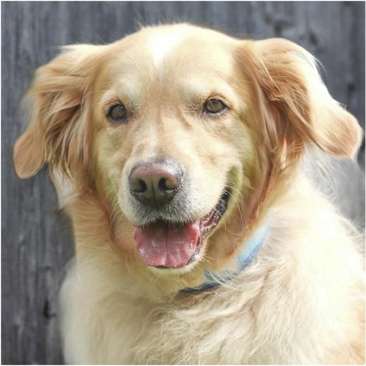 Actual product image Freedog Collar Cool Pro Tech blue L (L, Dog, General)