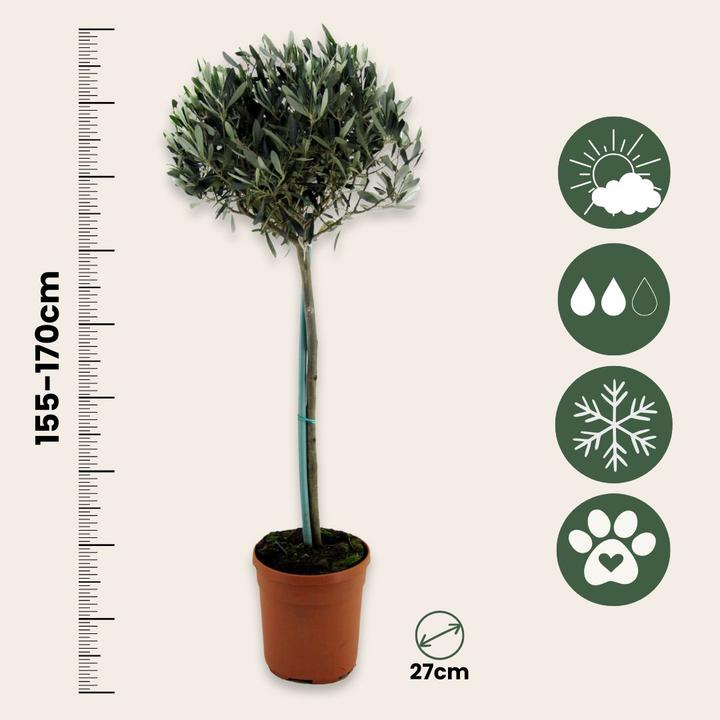 Actual product image Plant in a Box Olea europaea - Olivenbaum (155 cm)