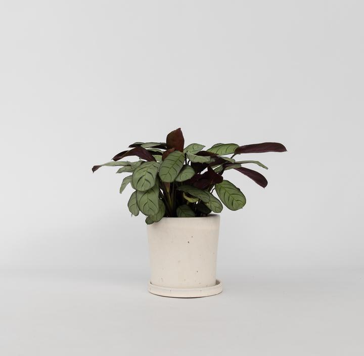 Actual product image Plant in a Box Ctenanthe Burle-Marxii 'Amagris' - Korbmarante (25 cm)