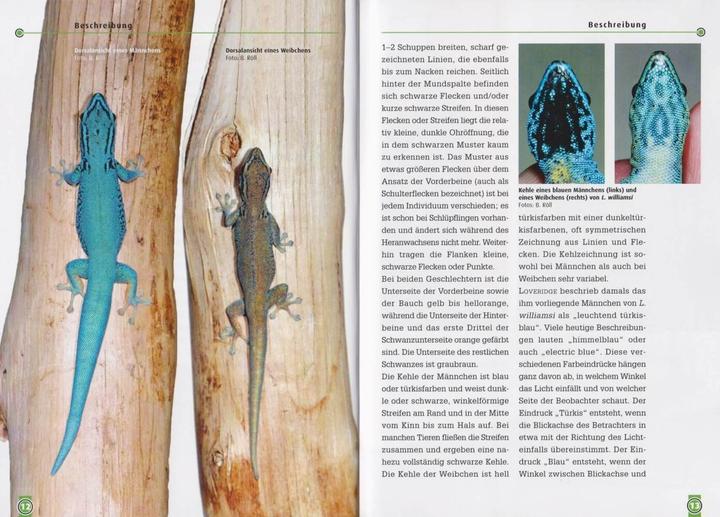 Immagine prodotto Taggeckos 13. Der Türkisblaue Zwerggecko (Tedesco, Beate Röll, 2021)