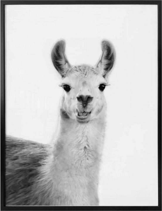 Produktbild Trenddeko Happy Lama (60 x 80 cm)