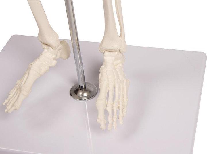 Actual product image Erler Zimmer Miniature skeleton Tom