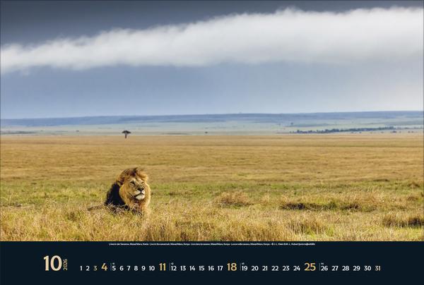 Produktbild Wilde Tiere - weite Landschaft 2026