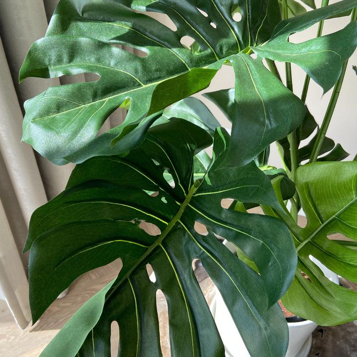 Immagine prodotto Plant in a Box Monstera - (85 cm)