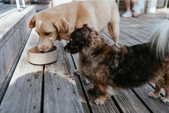 Produktbild Hunter Futternapf für Hunde OSBY Beige aus Keramik 1,1 L (110 cl)