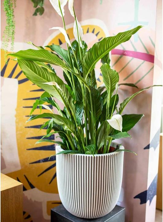 Produktbild Capi Arielle (43 x 41 cm)