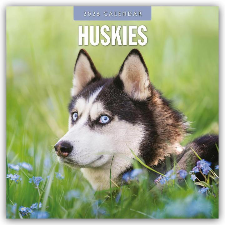 Produktbild Huskies 2026 Square Wall Calendar (30.5 x 30.5 cm)