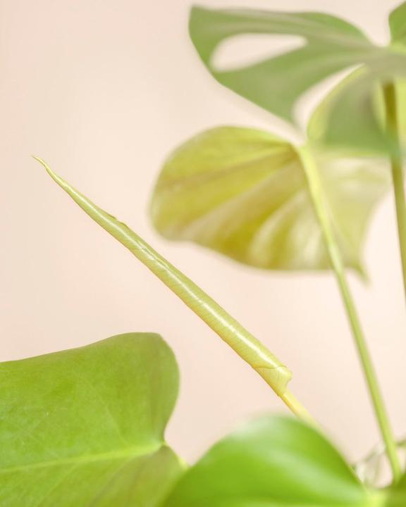 Produktbild feey Schweizer Monstera (40 cm)