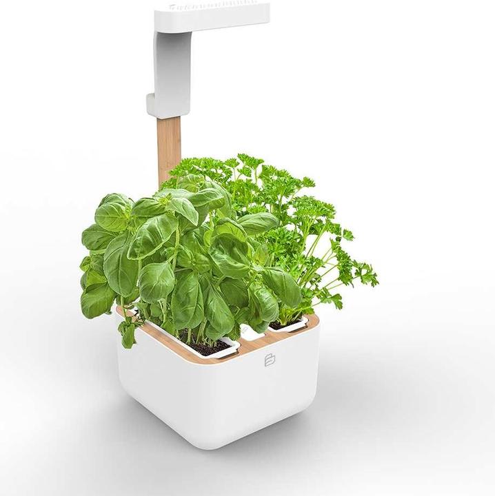 Immagine prodotto Véritable Botaneo Eylo (18.40 cm)