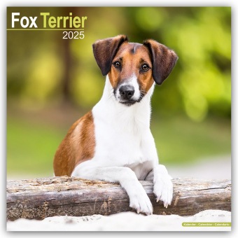 Produktbild Avonside Publishing Ltd:Fox Terrier - F (305 x 305 mm, Deutsch)