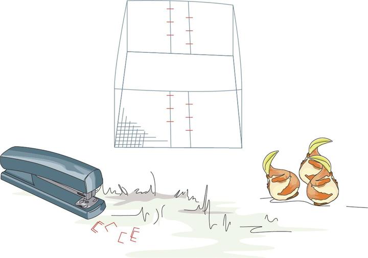 Bellissa Blumenzweibel Gamaschen 15 (5er Set)