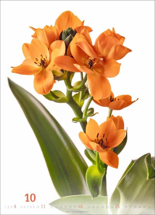 Produktbild Blütenbilder Kalender 2026 (49 x 68 cm)