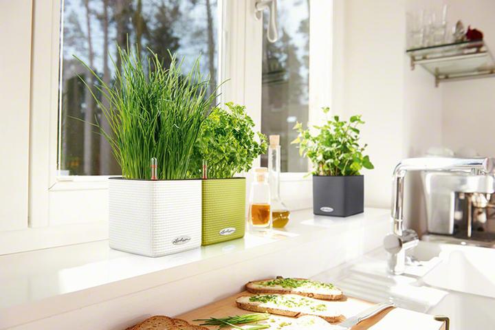 Actual product image Lechuza Cube Color (17 cm)