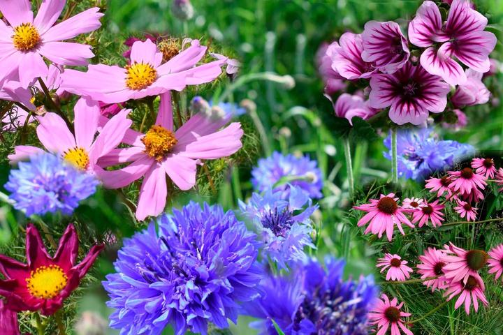 Image du produit Living Seeds Mélange de fleurs (Graines de fleurs)