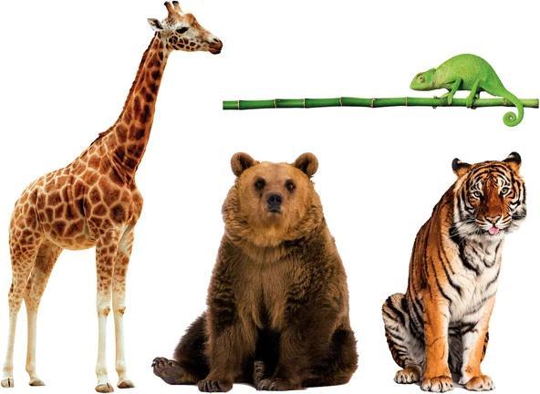 Actual product image Clementoni 16733