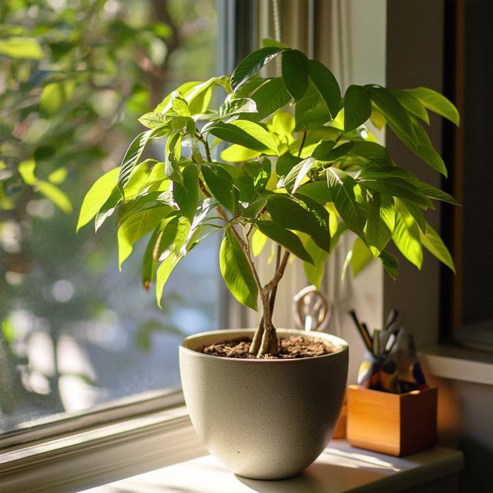Immagine prodotto Plant in a Box Pachira Aquatica - Albero dei soldi (60 cm)