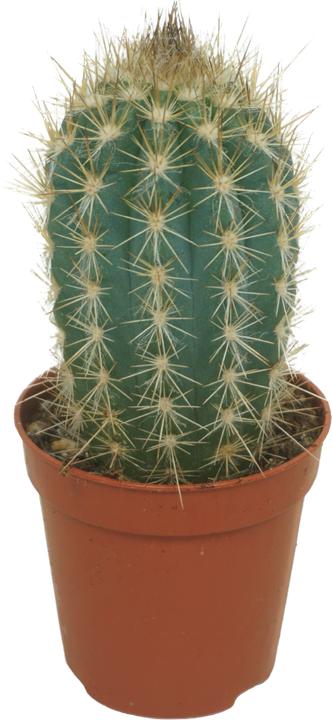Immagine prodotto Mahaloplants Cactus overig (8 cm)
