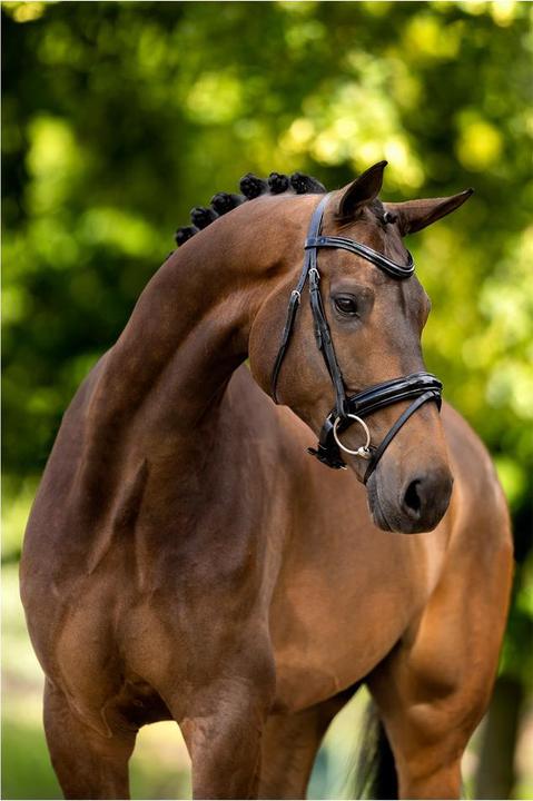 Image du produit BR Equestrian Equipment Kingston