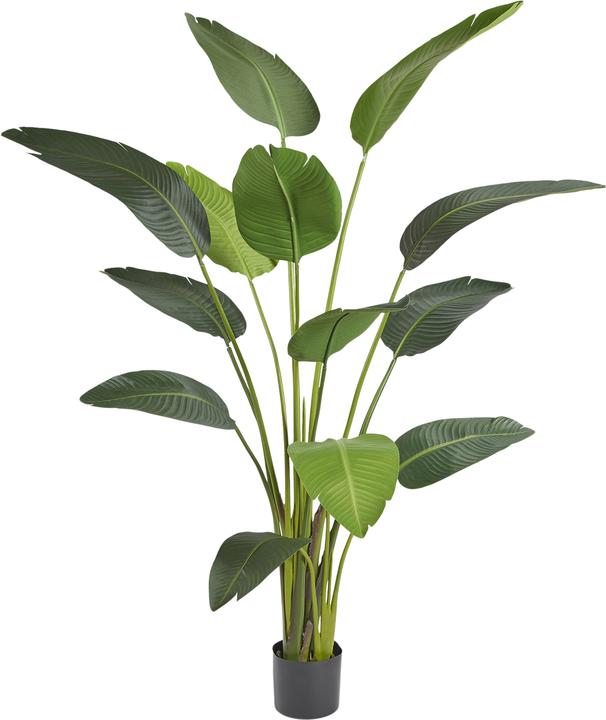 Immagine prodotto Edg Strelitzia H: 180 cm (180 cm)