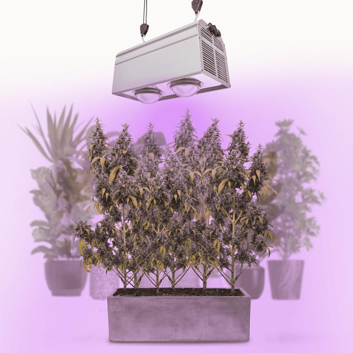 Parus by Venso Venso EcoSolutions CANNA BULB 240, LED Pflanzenlampe, 240 Watt Grow Lampe Cannabis mit Vollspektrum (LED, 245 V)