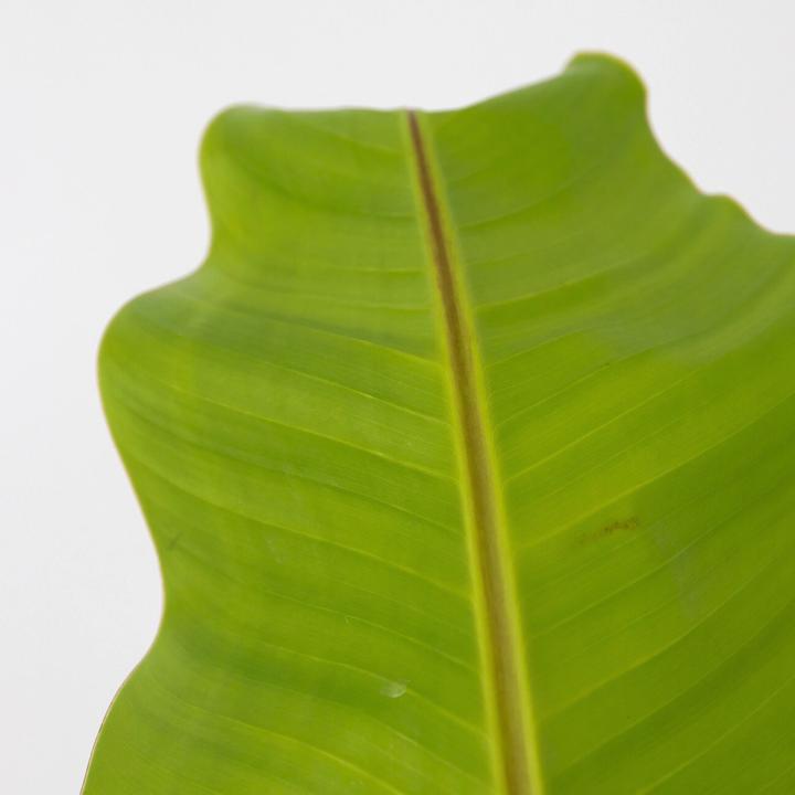 Produktbild Plant in a Box Musa Basjoo - 2er-Set Bananenpflanzen (55 cm)