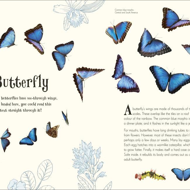 Produktbild An Anthology of Intriguing Animals (Englisch, Ben Hoare, 2018)