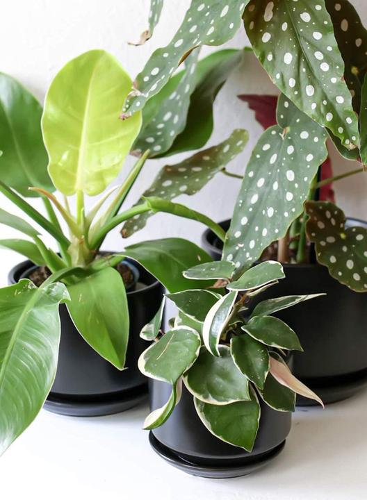 Produktbild Le Tauci Keramik Blumentopf-Set mit Untersetzer