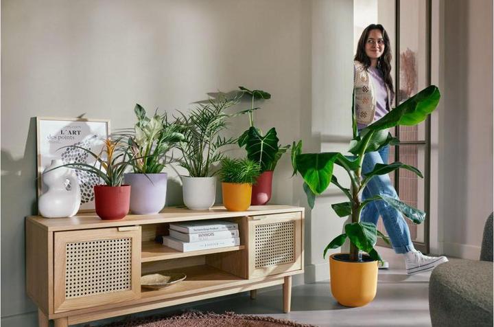 Actual product image Elho Jazz (26 x 24 cm)