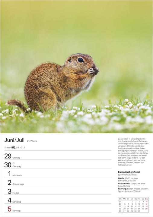 Produktbild Harenberg Heimische Tiere Wochenplaner 2026 - 53 faszinierende Fotografien