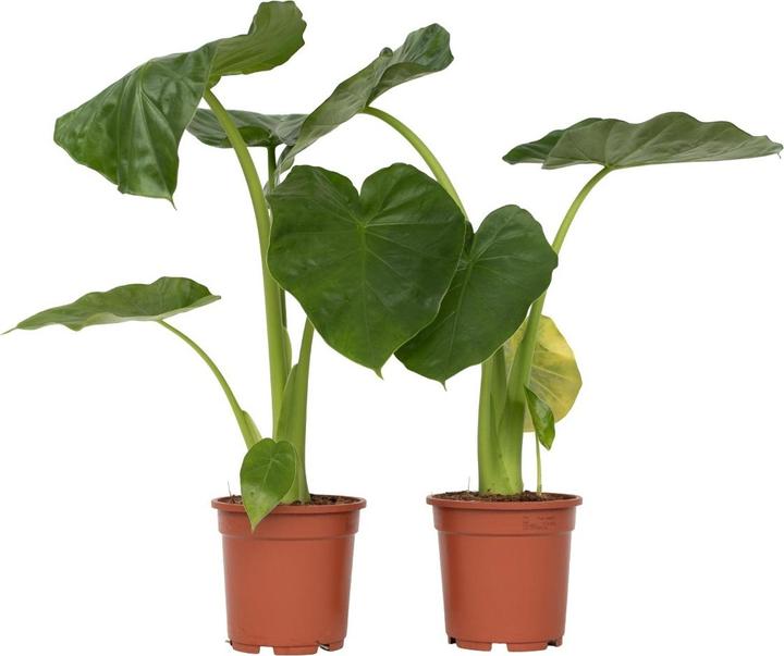 Immagine prodotto Plant in a Box Alocasia macrorrhizos - Set di 2 spighe giganti (60 cm)